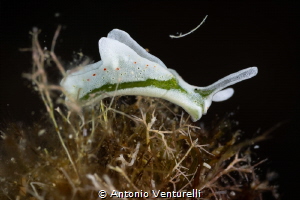 Elysia timida nudibranch_July 2025
(CanonRF100,1/200,f16... by Antonio Venturelli 